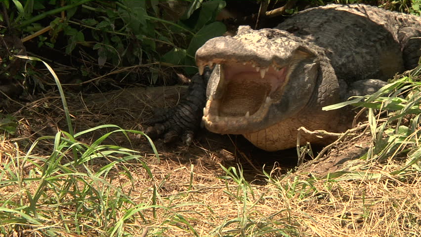 Female alligator protecting nest