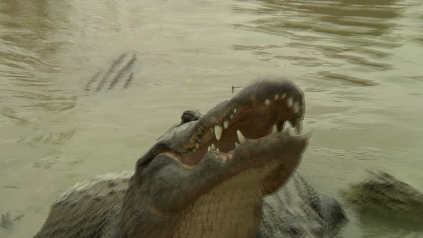 Alligators lurk along shore, open mouths wide