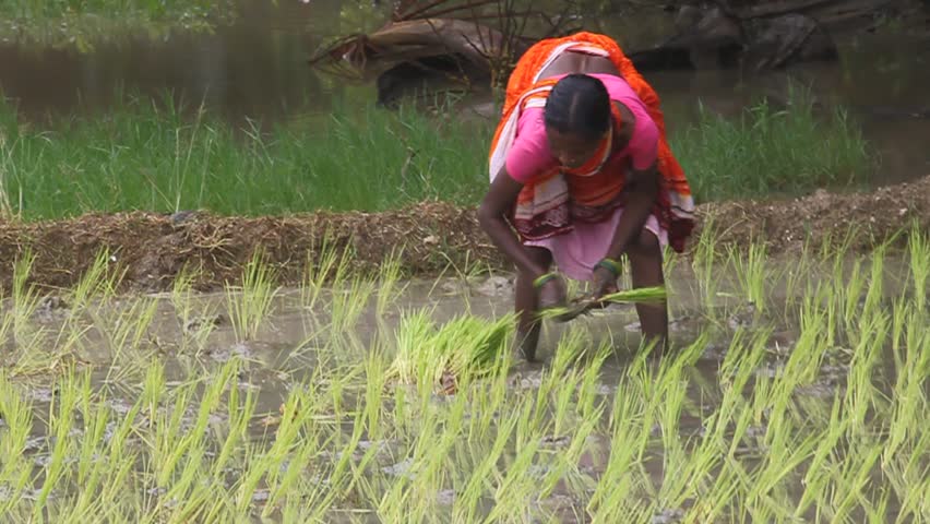 ANDAMAN ISLANDS, INDIA - SEPTEMBER 1: Woman plants a rice on September 1, 2011 on Havelock island, Andaman islands, India. India is the world's second largest producer of white rice, accounting for 20% of all world rice production. 