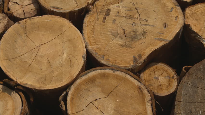 Stack of wood logs