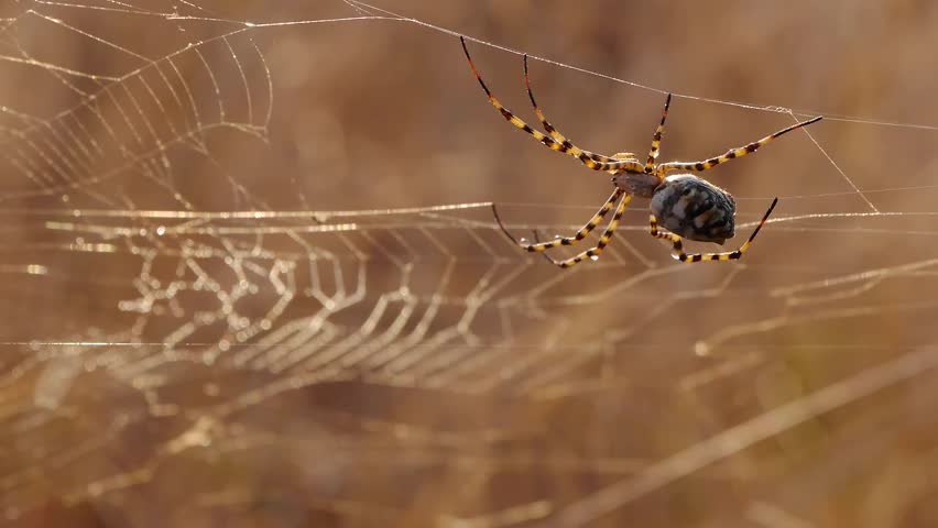 web spider