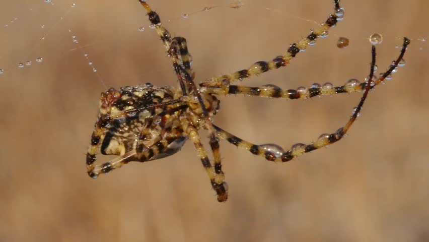 argiope lobata