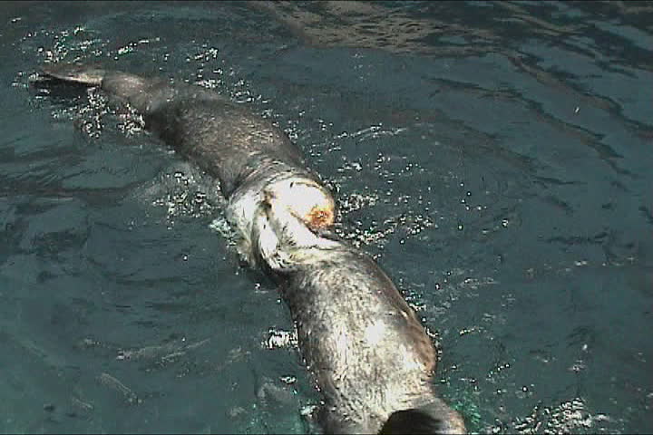 Couple of otters playing in the water