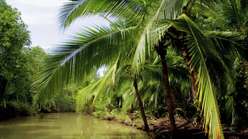Gliding down jungle river, passing inches under branches