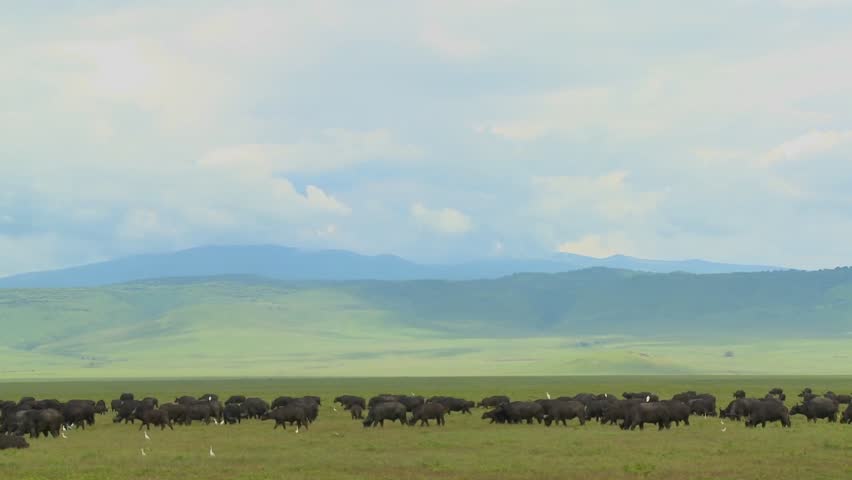 Vast herds of cape buffalo graze at Ngorongoro Crater in Tanzania, Africa.
