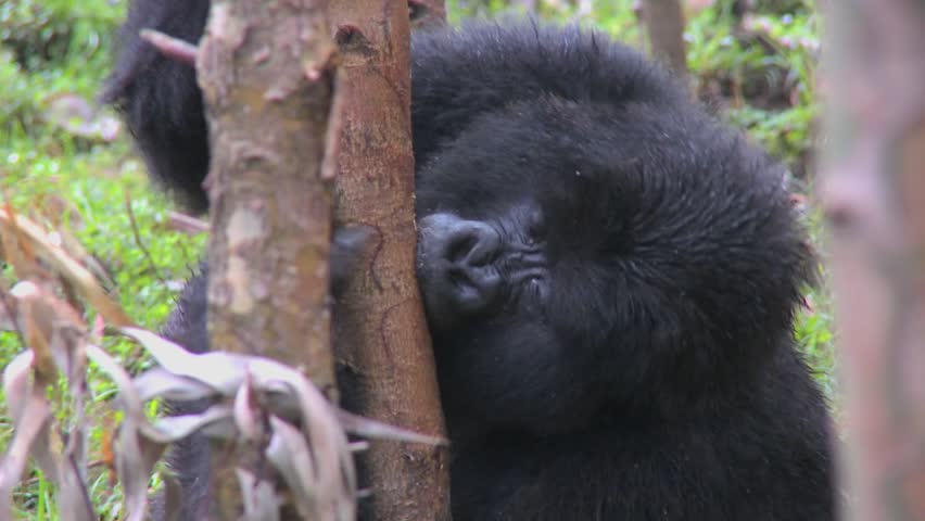 Mountain gorillas get high after eating the sap off eucalyptus trees in Rwanda.