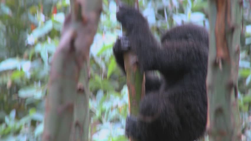 A baby mountain gorilla climbs in a tree in Rwanda.