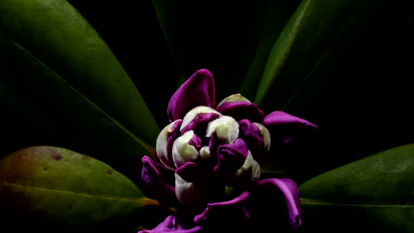 rhododendron opens in time-lapse