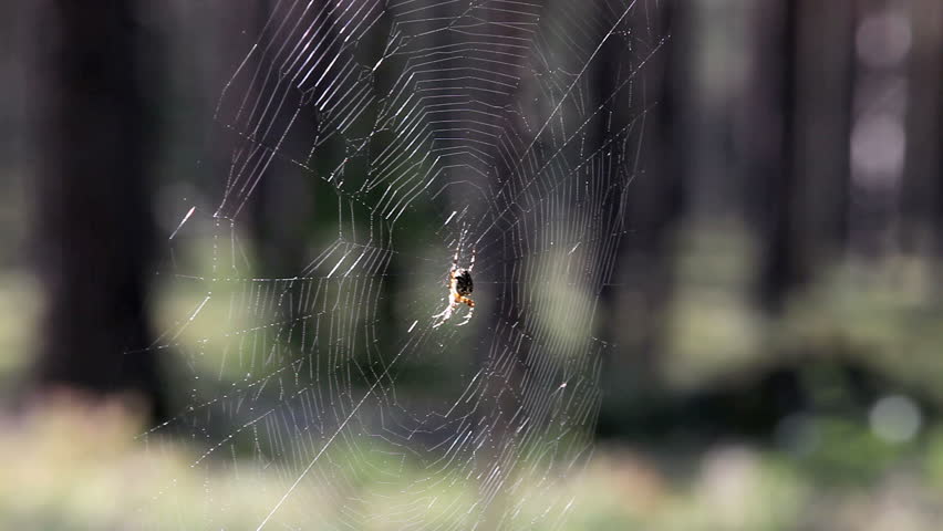 spider in ambush