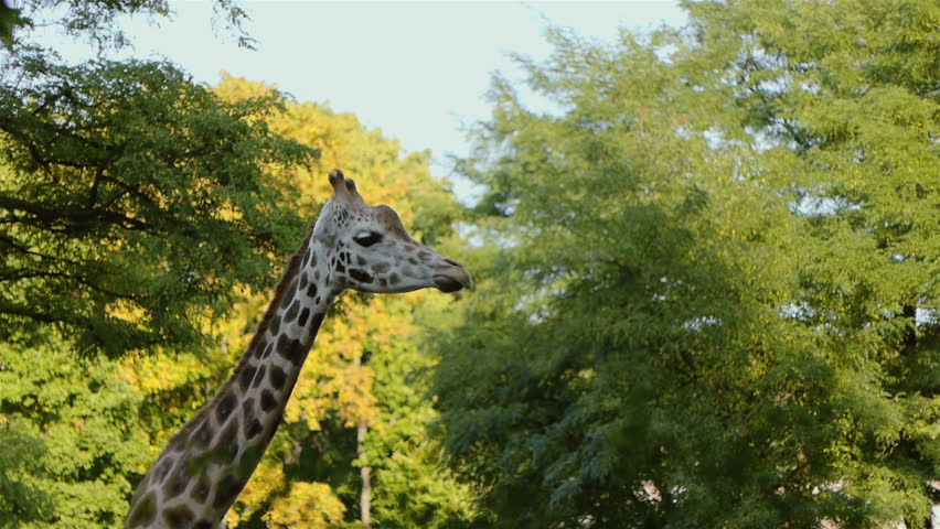 Watch one Giraffe regurgitate some food to chew it for a second time.