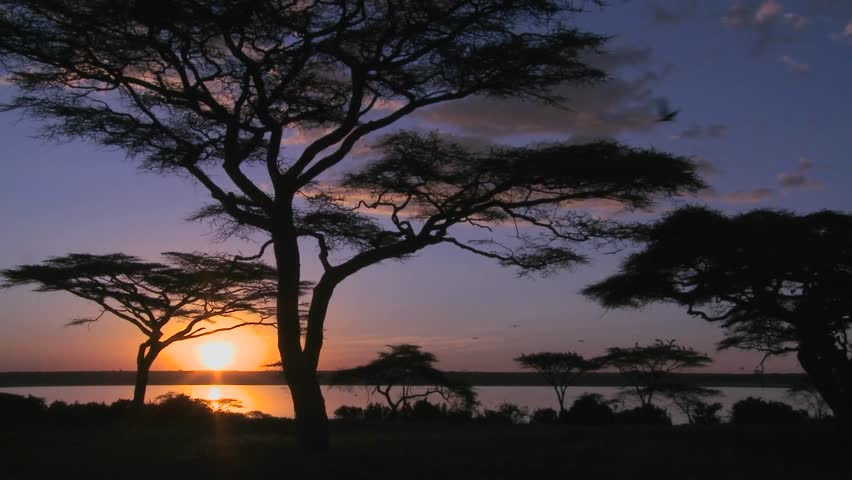 Gorgeous and majestic shot of sunrise on the African plains with acacia trees foreground.