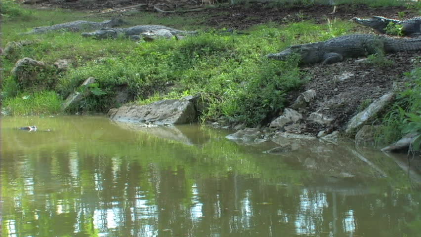 Nile Crocodile