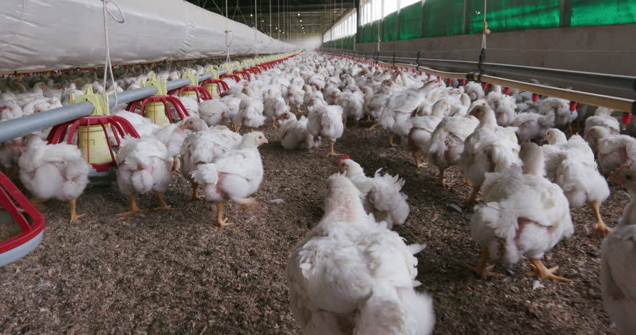 4k-intensive-large-scale-factory-farming-of-chickens-in-broiler-houses