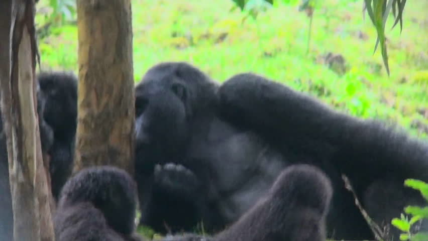 An adult silverback gorilla eats eucalyptus sap from a tree while babies play nearby.
