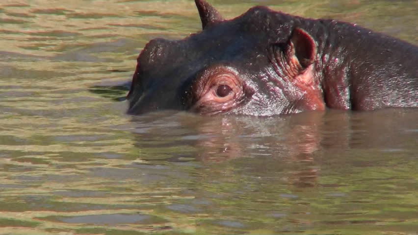 A hippo peers out of a watering hole in Africa.