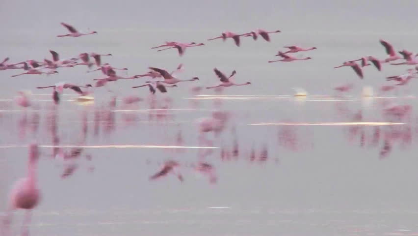 Beautiful footage of pink flamingos in early morning light on Lake Nakuru, Kenya.