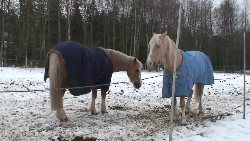 Friend horses in a paddock