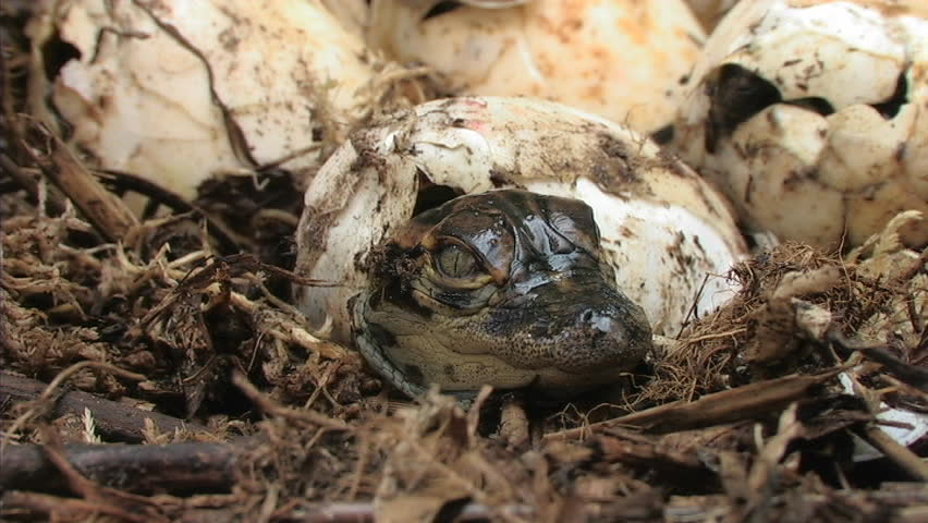 Alligators Hatching