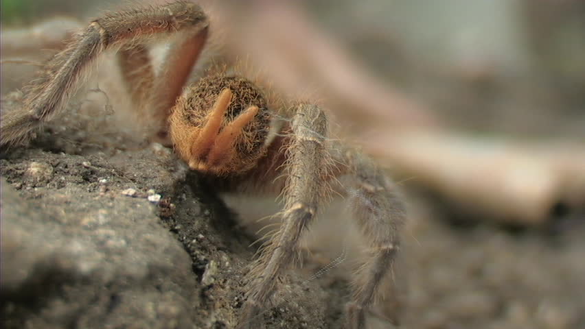 Tarantula
