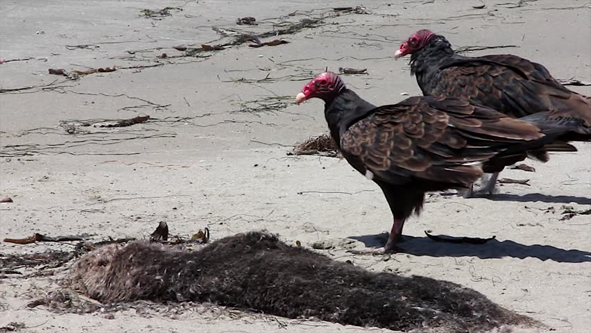 Turkey Vulture (Cathartes aura) feeding on a dead sea otter (Enhydra lutris) in California