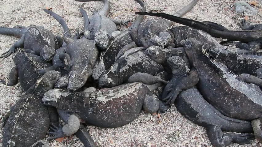 A Group of Marine Iguanas (Amblyrhynchus cristatus) in the Galapagos Islands (featuring salt excretion sneezing behavior)