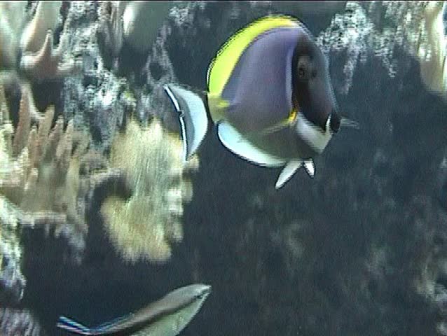 Tropical Fishes