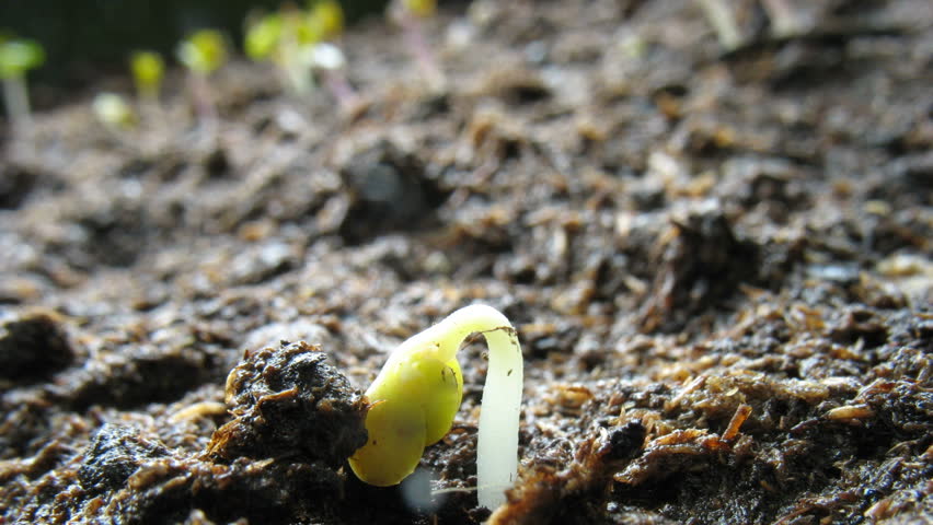 Growing seeds timelapse