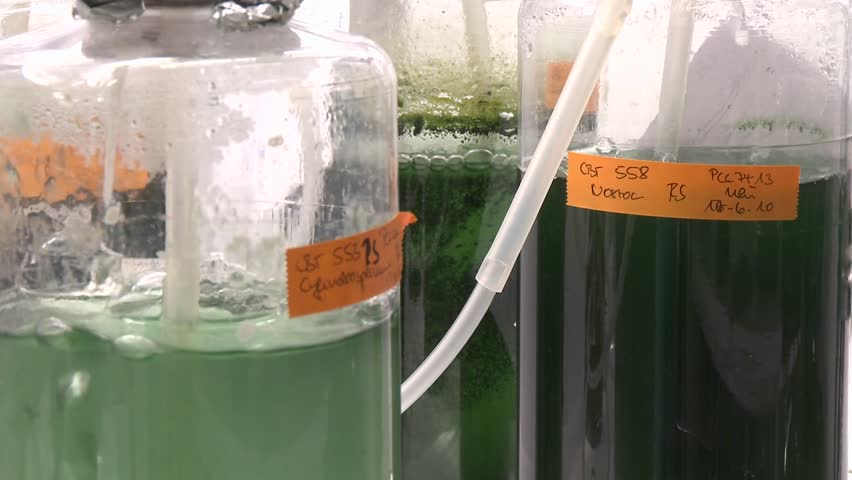 Three flasks containing algae being aired under laboratory lighting conditions. Cultures of cyanobacteria being fed carbon dioxide.