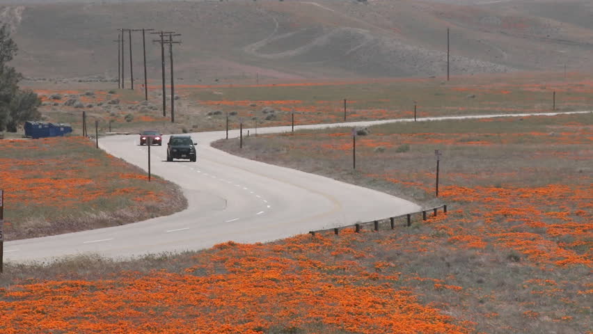Road through california poppies in bloom entering the Antelope Valley Poppy Preserve, California.
