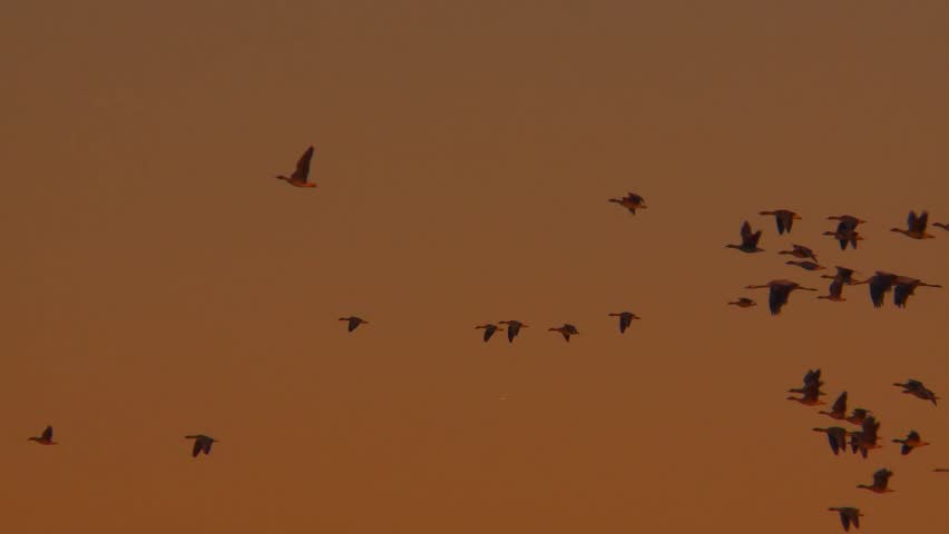 birds