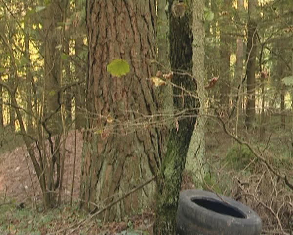 Used tires discarded in the forest. Environmental pollution. 