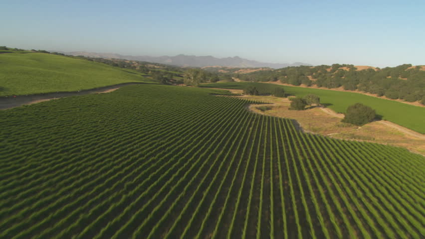 Helicopter low level aerial of Santa Barbara County vineyards, California.