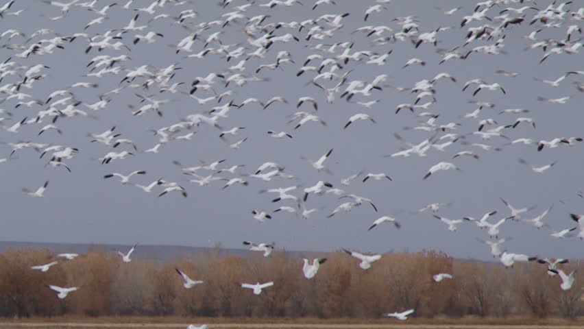 Snow Geese.
