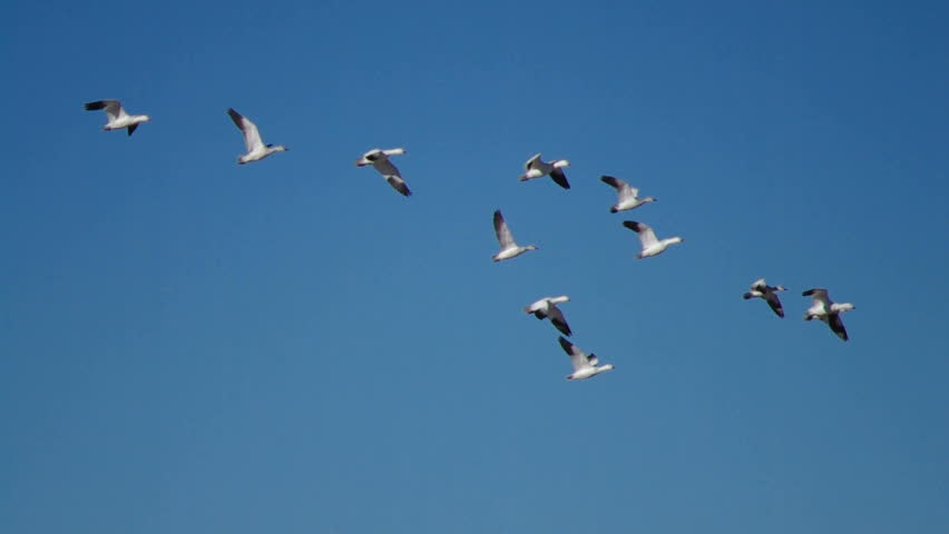 Snow Geese.