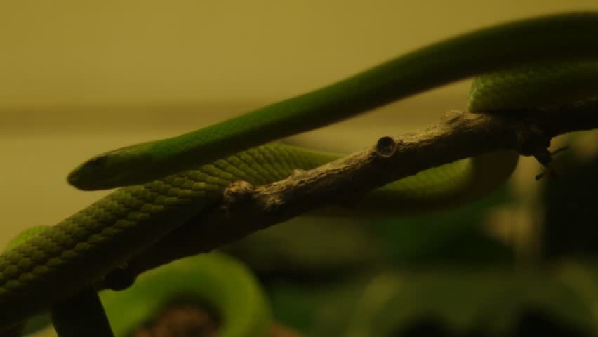 East African Green Mamba.
