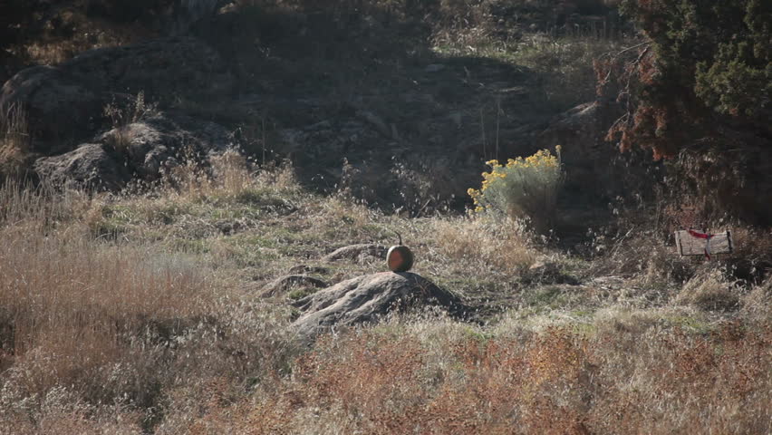 Pumpkin violently explodes after being struck by a high power rifle at long range. Complete vaporization in a cloud of parts. Halloween or harvest subject.