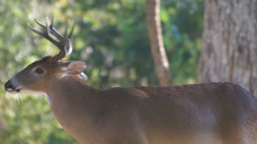 Whitetail Deer (Odocoileus virginianus) in southern Georgia.