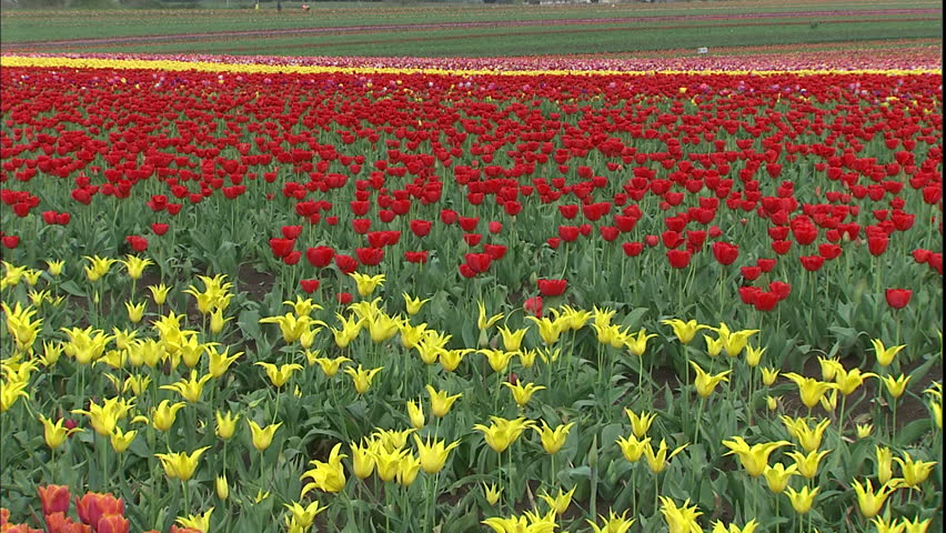 field of tulips