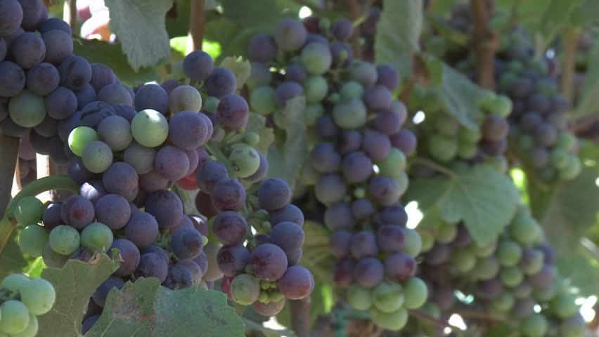 Clusters of wine grapes ripening in a Monterey County vineyard, California
