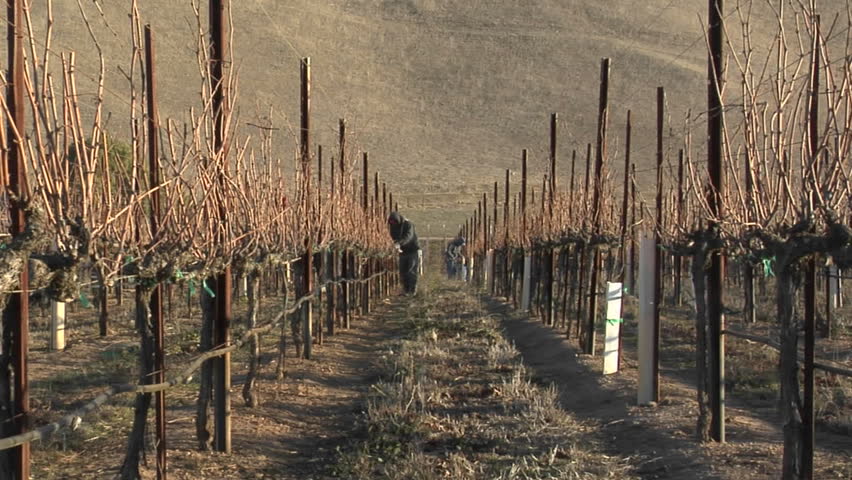 A move in on a field worker pruning dormant grape vines in a California vineyard.