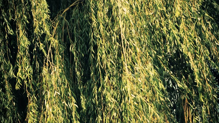 weeping willow in the wind
