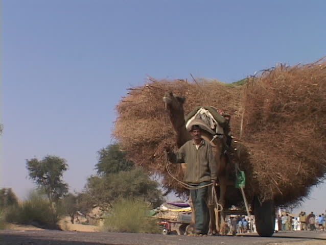 RAJASTHAN, INDIA - CIRCA 2001: Farmers lead camel carts loaded with wheat circa 2001 in Rajasthan, India.