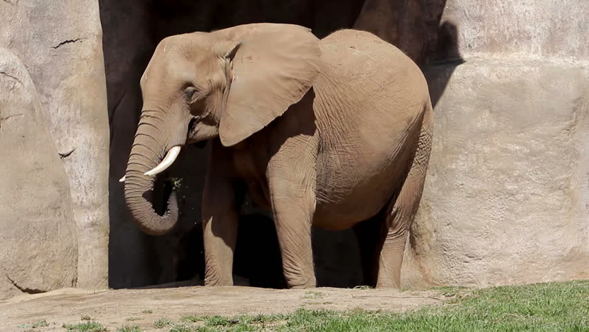 Two Elephants