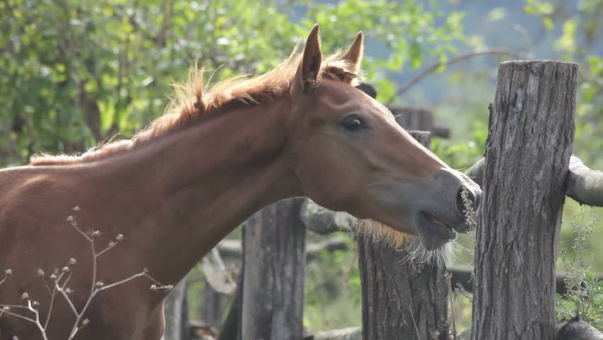 foal