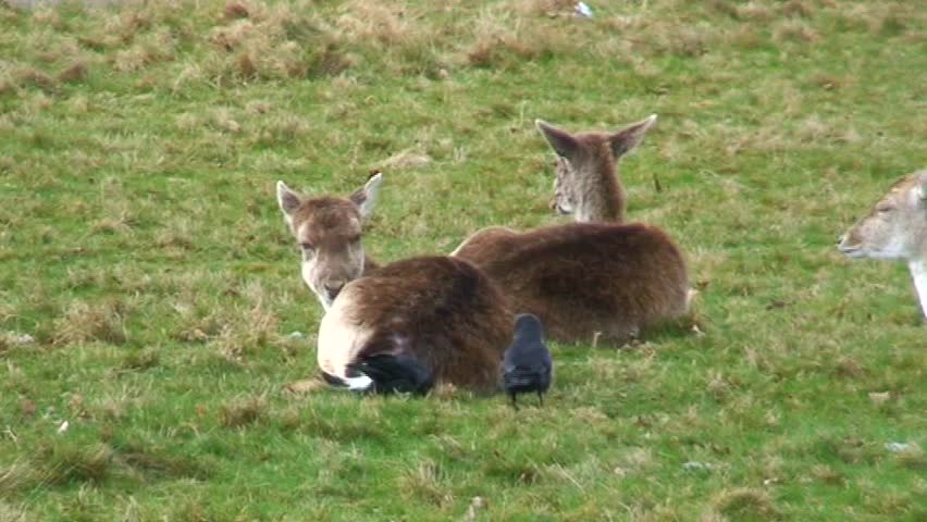 Crows / Ravens gathering loose fur from a deer's back to make nests