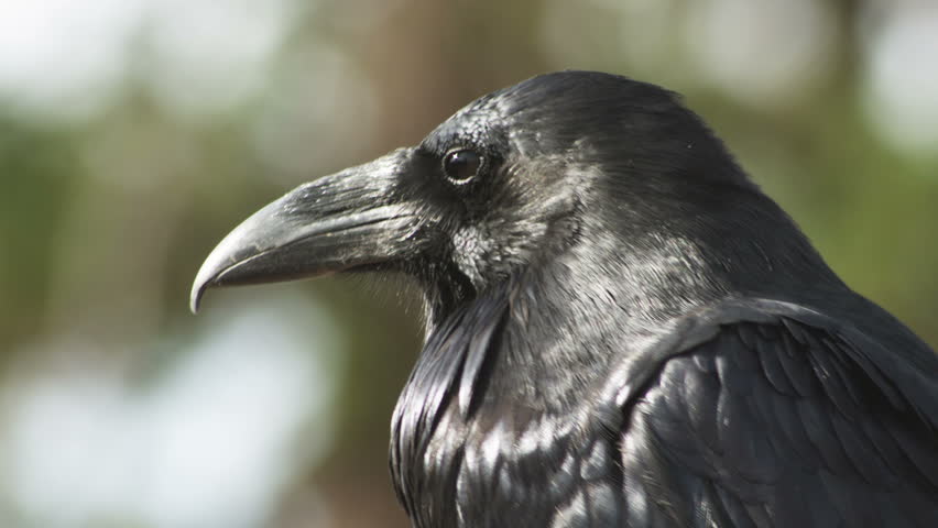 Single Raven