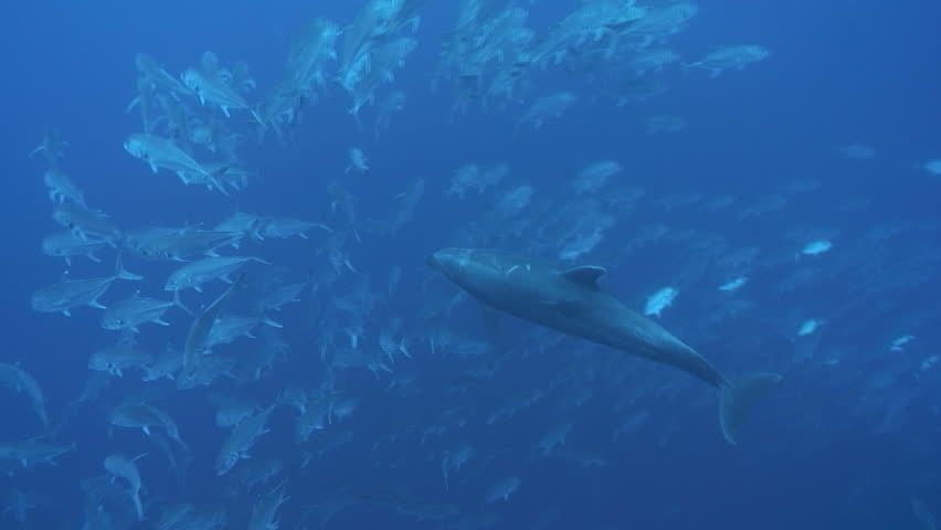 School of Dolphins