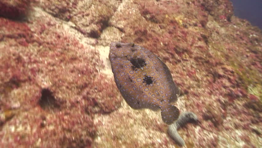 Flounder fish