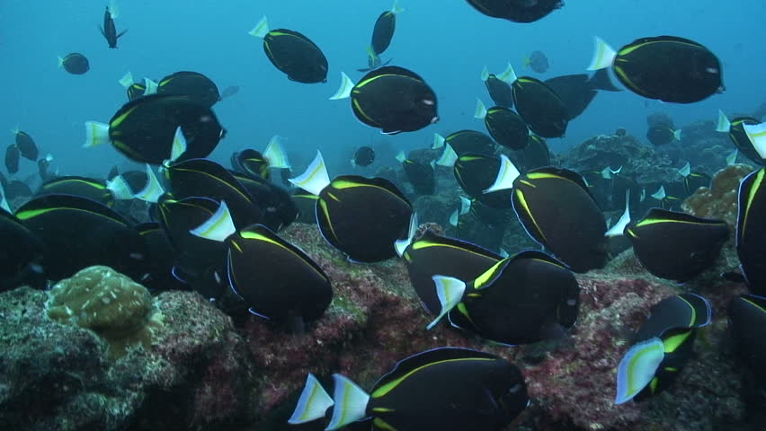 Gold Rim Surgeonfish