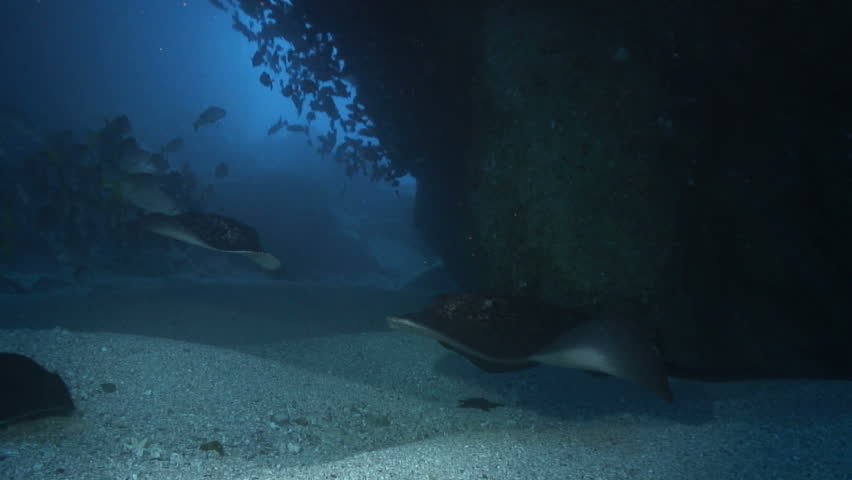 Marbled Ray